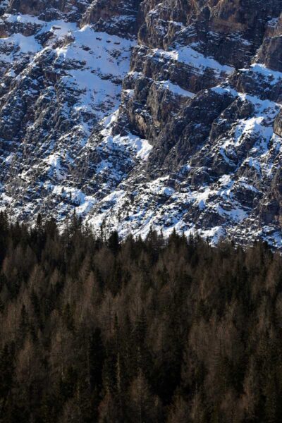 Close-up of the amazing texture of trees and the rocky mountains of the Dolomites, Italy taken by Photographer Scott Allen Wilson.