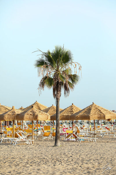 A shot of beach in Pescara, Italy with a big palm tree and straw sun umbrellas. By Photographer Scott Allen Wilson.
