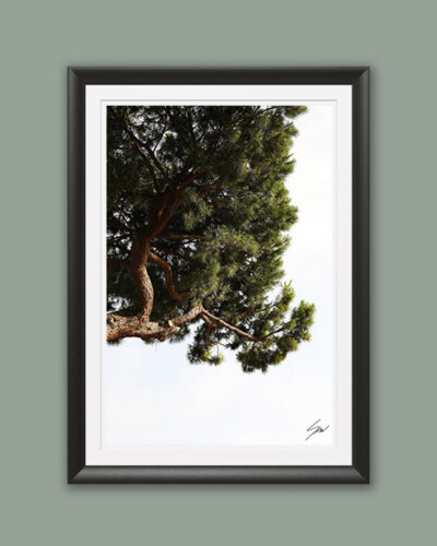 A black framed print of a tree peeking from above in Pescara, Italy. By Photographer Scott Allen Wilson.
