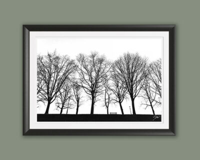 A black framed b&w print of three spooky trees in Lucca, Italy. By Photographer Scott Allen Wilson.