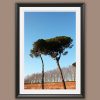 A black framed print of two trees in the city of Lucca, Italy. By Photographer Scott Allen Wilson.